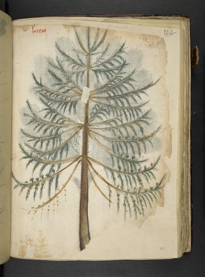 Legg til MS 41623 f.111r 