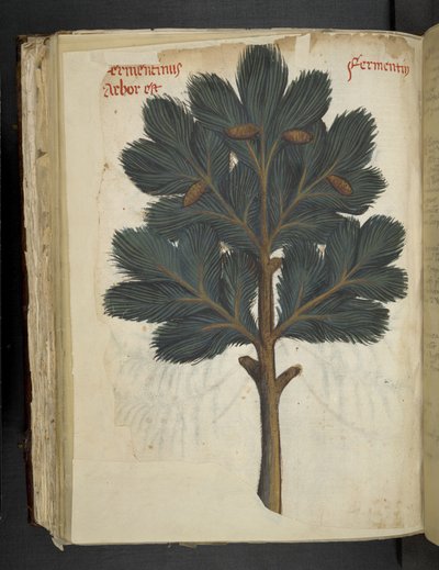 Legg til MS 41623 f.111v Pine, fra en 