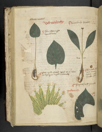 Legg til MS 41623 f.112v Pulmonaria, fra 