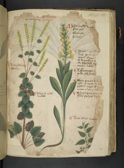 Legg til MS 41623 f.113r 