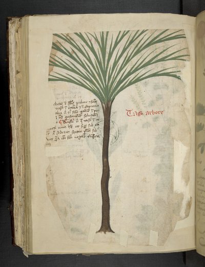 Legg til MS 41623 f.113v Tarro Arboro, fra 