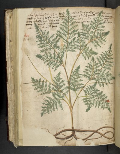 Legg til MS 41623 f.114v 