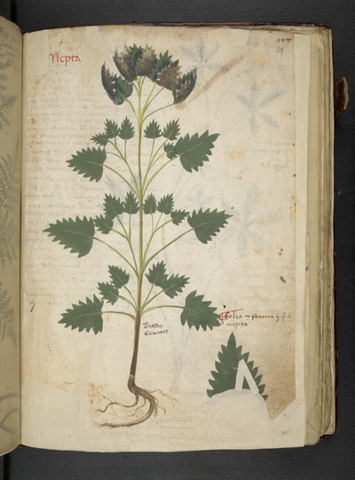 Legg til MS 41623 f.115r Nepta, fra 