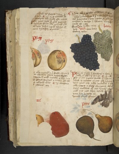 Legg til MS 41623 f.121v Fruits, fra 