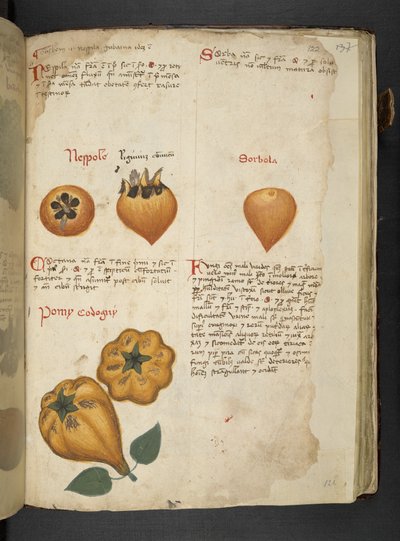 Legg til MS 41623 f.122r Pere Cotogne og Sorbo, fra 