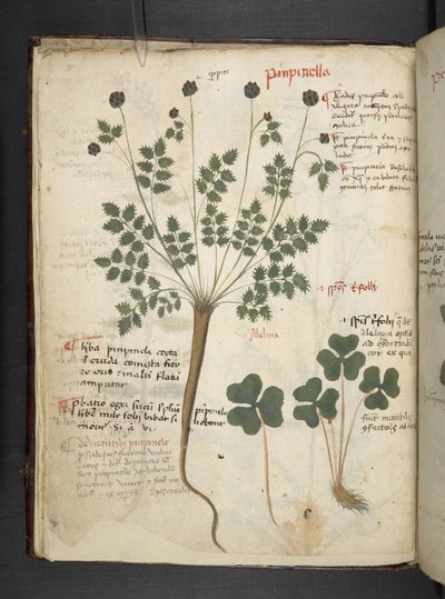 Legg til MS 41623 f.14v A herbal, Belluno (blekk og farge på vellum) av Italian School