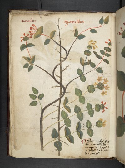 Legg til MS 41623 f.15v A herbal, Belluno (blekk og farge på vellum) av Italian School