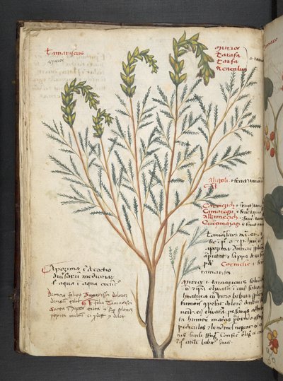 Legg til MS 41623 f.18v A herbal, Belluno (blekk og farge på vellum) av Italian School