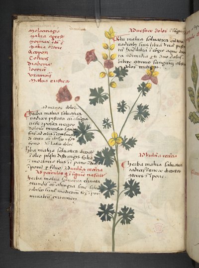 Legg til MS 41623 f.19v A herbal, Belluno (blekk og farge på vellum) av Italian School