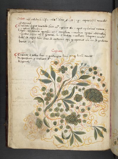 Legg til MS 41623 f.20v A herbal, Belluno (blekk og farge på vellum) av Italian School
