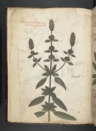 Legg til MS 41623 f.2v A herbal, Belluno (blekk og farge på vellum) av Italian School