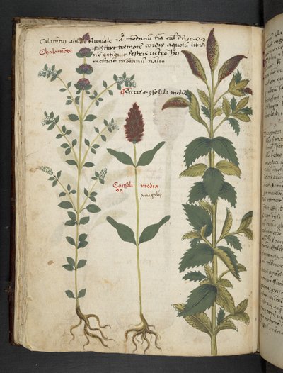 Legg til MS 41623 f.30v 'A herbal', Belluno (blekk og farge på vellum) av Italian School