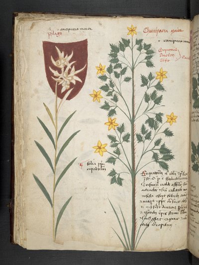 Legg til MS 41623 f.35v 
