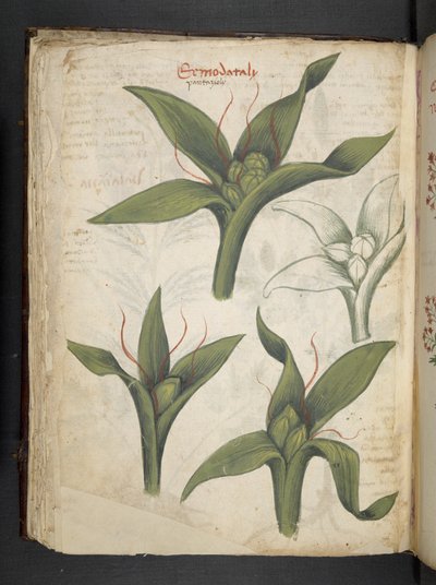Legg til MS 41623 f.36v 