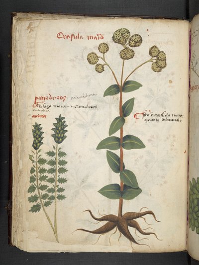 Legg til MS 41623 f.37v 