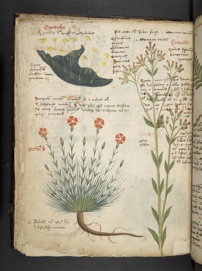 Legg til MS 41623 f.38v 