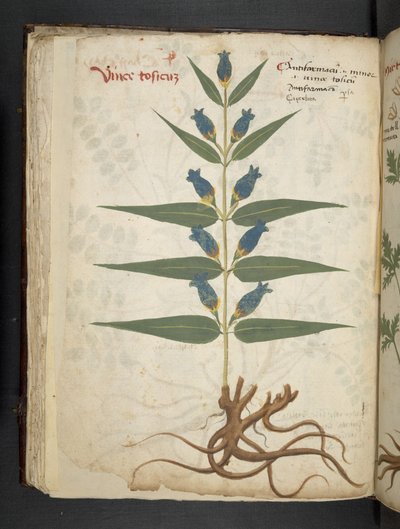 Legg til MS 41623 f.41v 