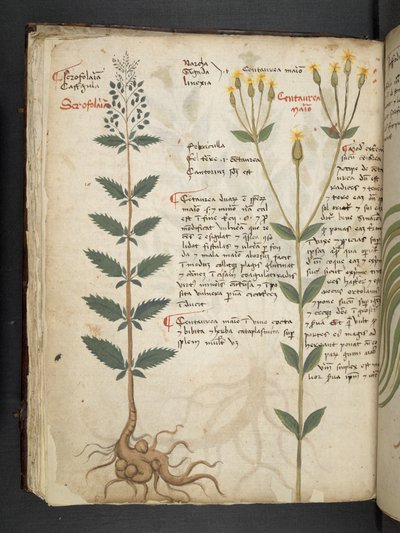 Legg til MS 41623 f.48v 