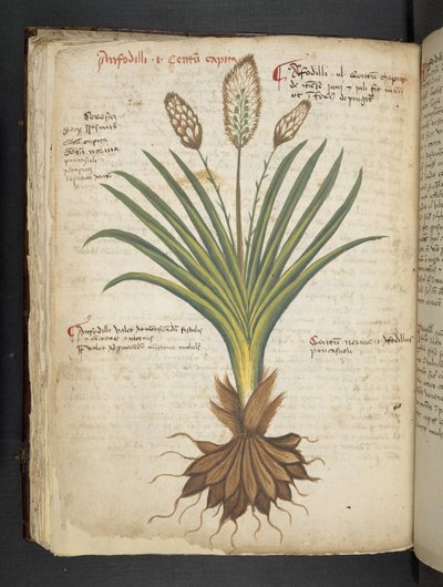 Legg til MS 41623 f.50v 