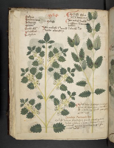Legg til MS 41623 f.52v 