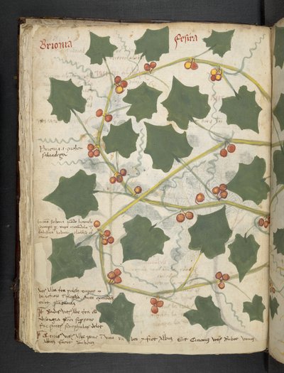 Legg til MS 41623 f.53v 