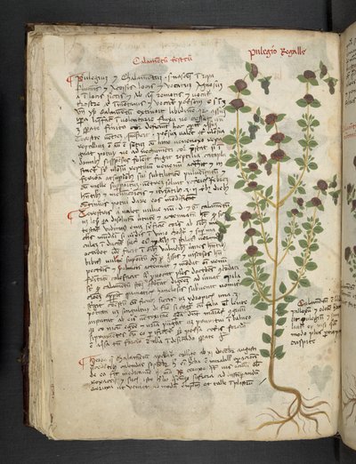 Legg til MS 41623 f.54v 