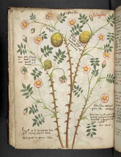 Legg til MS 41623 f.61v 