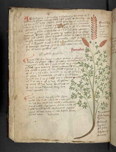 Legg til MS 41623 f.65v 