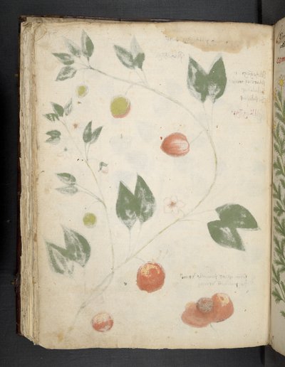 Legg til MS 41623 f.70v 