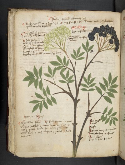 Legg til MS 41623 f.72v 