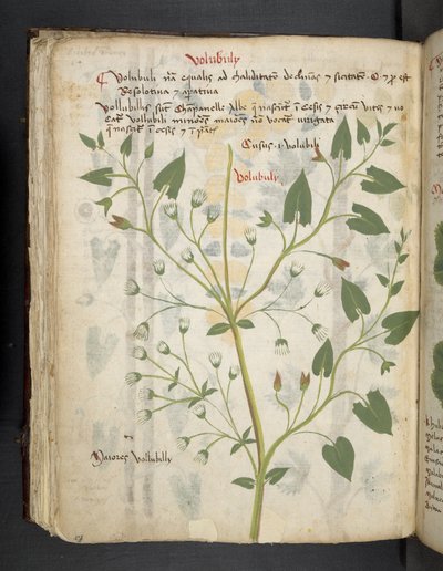 Legg til MS 41623 f.75v 