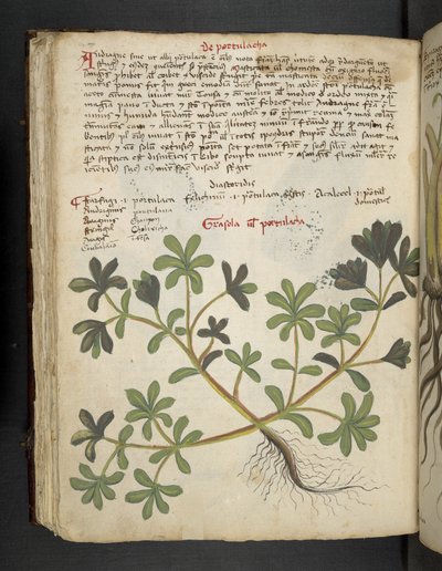 Legg til MS 41623 f.81v De Portulaca, fra 