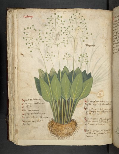 Legg til MS 41623 f.85v 