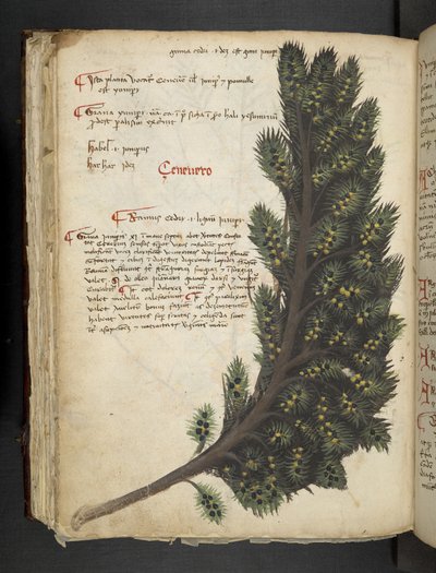 Legg til MS 41623 f.96v 