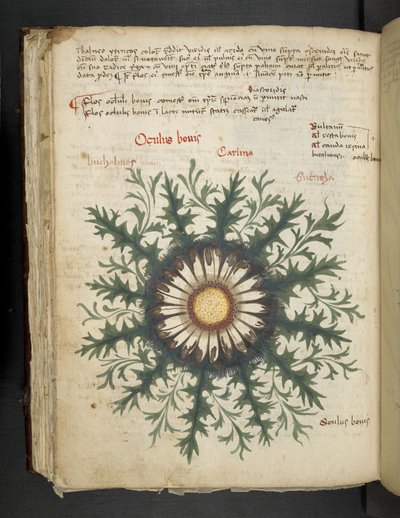 Legg til MS 41623 f.97v Carlina, fra 
