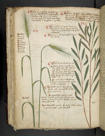 Legg til MS 41623 f.98v Orzo, fra 