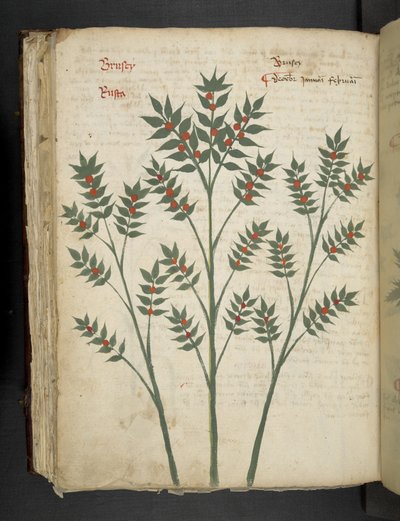 Legg til MS 41623 f.99v 