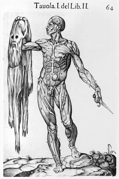 Anatomical Study, plate 64, illustrasjon fra Anatomia del corpo humano av Juan de Valverde (c.1525-c.1587) Roma, 1560 av Italian School