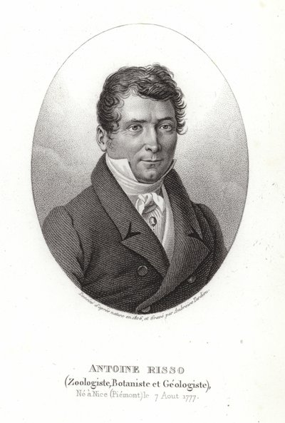 Antoine Risso av Italian School