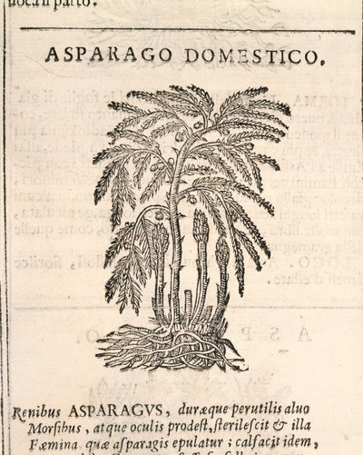 Asparges (Asparagus officinalis), gravering av Castore Durante av Italian School