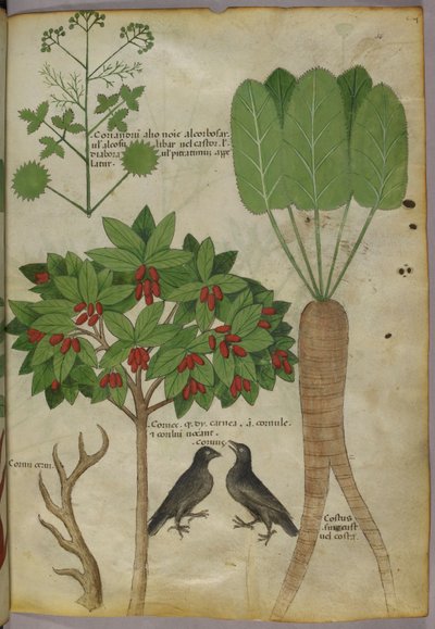 Botanisk illustrasjon av planter og fugler, ca. 1440 (blekk og farge på papir av Italian School