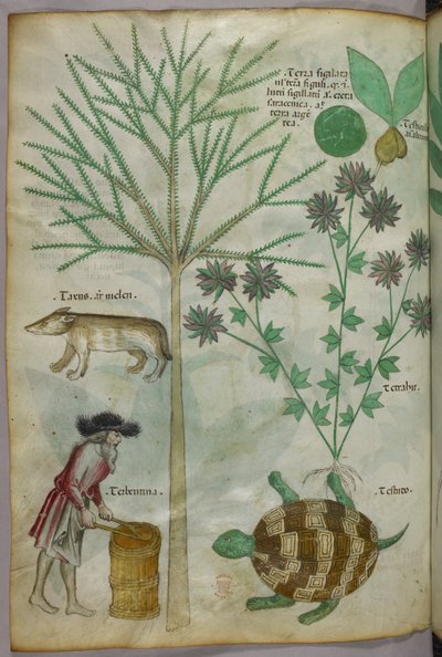 Botanisk og dyreillustrasjon av planter, en skilpadde, en mann og et annet dyr, ca. 1440 (blekk og farge på vellum) av Italian School