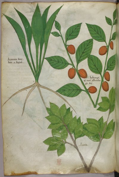 Botanisk illustrasjon, ca. 1440 (blekk og farge på vellum) av Italian School