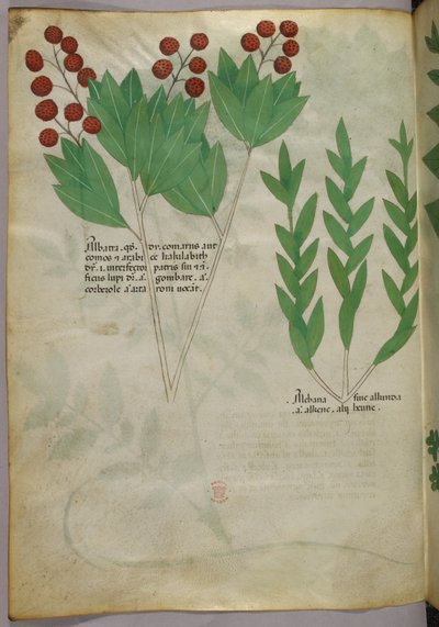 Botanisk illustrasjon, ca. 1440 (blekk og farge på vellum) av Italian School