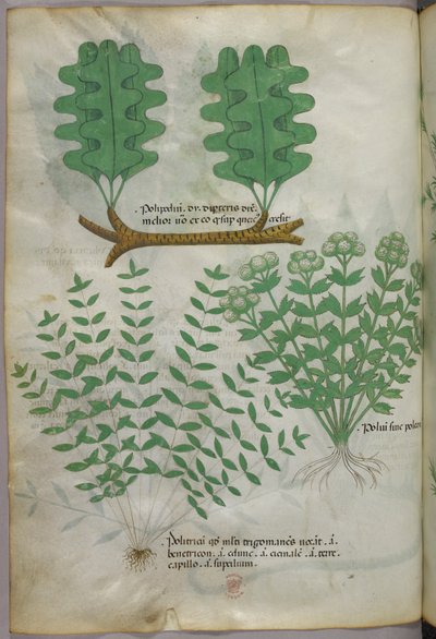 Botanisk illustrasjon, ca. 1440 (blekk og farge på vellum) av Italian School