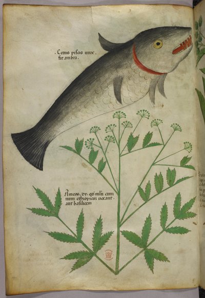 Botanisk illustrasjon av en plante og en fisk, ca. 1440 (blekk og farge på vellum) av Italian School