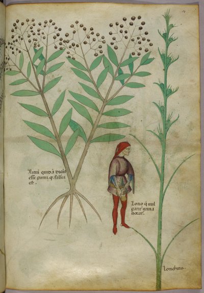 Botanisk illustrasjon av en plante og en mann som urinerer i en potte, ca. 1440 (blekk og farge på papir) av Italian School