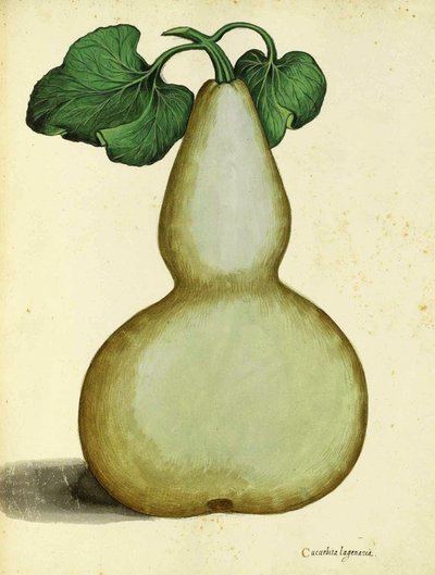 Calabash av Ulisse Aldrovandi av Italian School