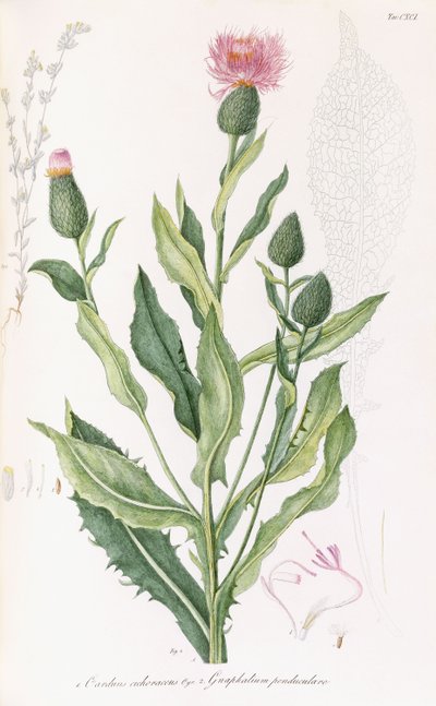 Cardus cichoraceus og Gnaphalium pendululare, 1811-1838 av Italian School