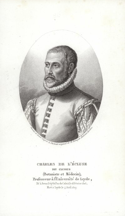Carolus Clusius av Italian School